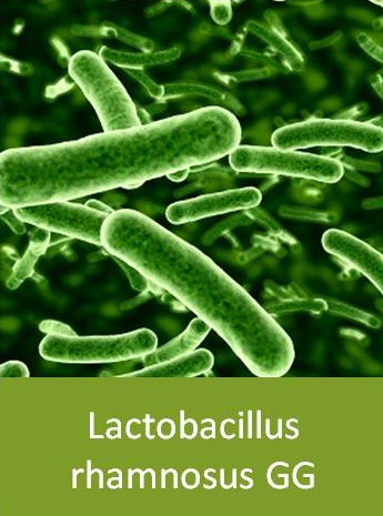 Lactobacillus rhamnosus GG - в составе нового поколения Bio-In, купить на NaturalBad.ru , +7 923 240 2575